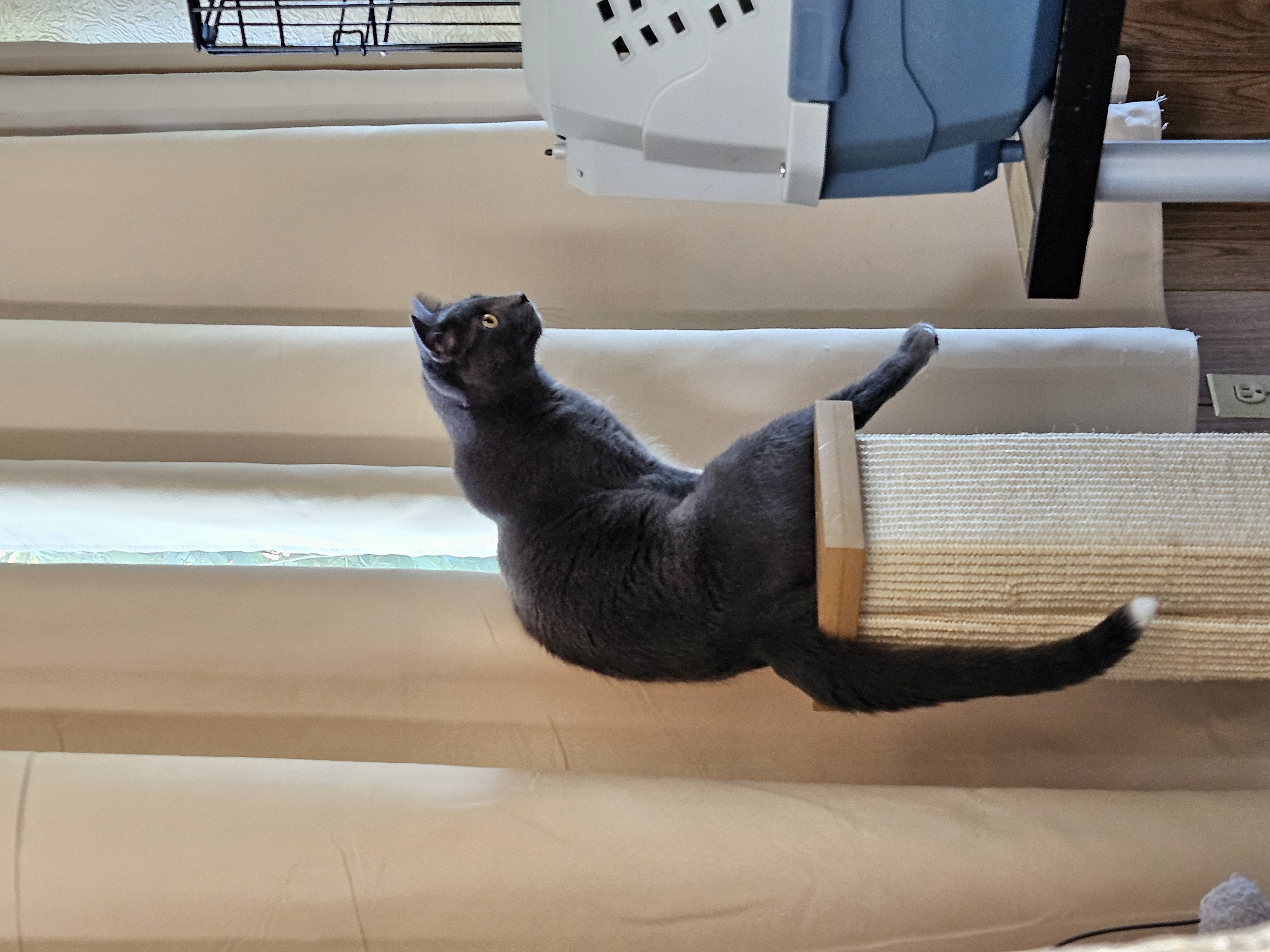 Enlarge Tippy, a Adopted Domestic Short Hair in White Marsh, MD image 4/5