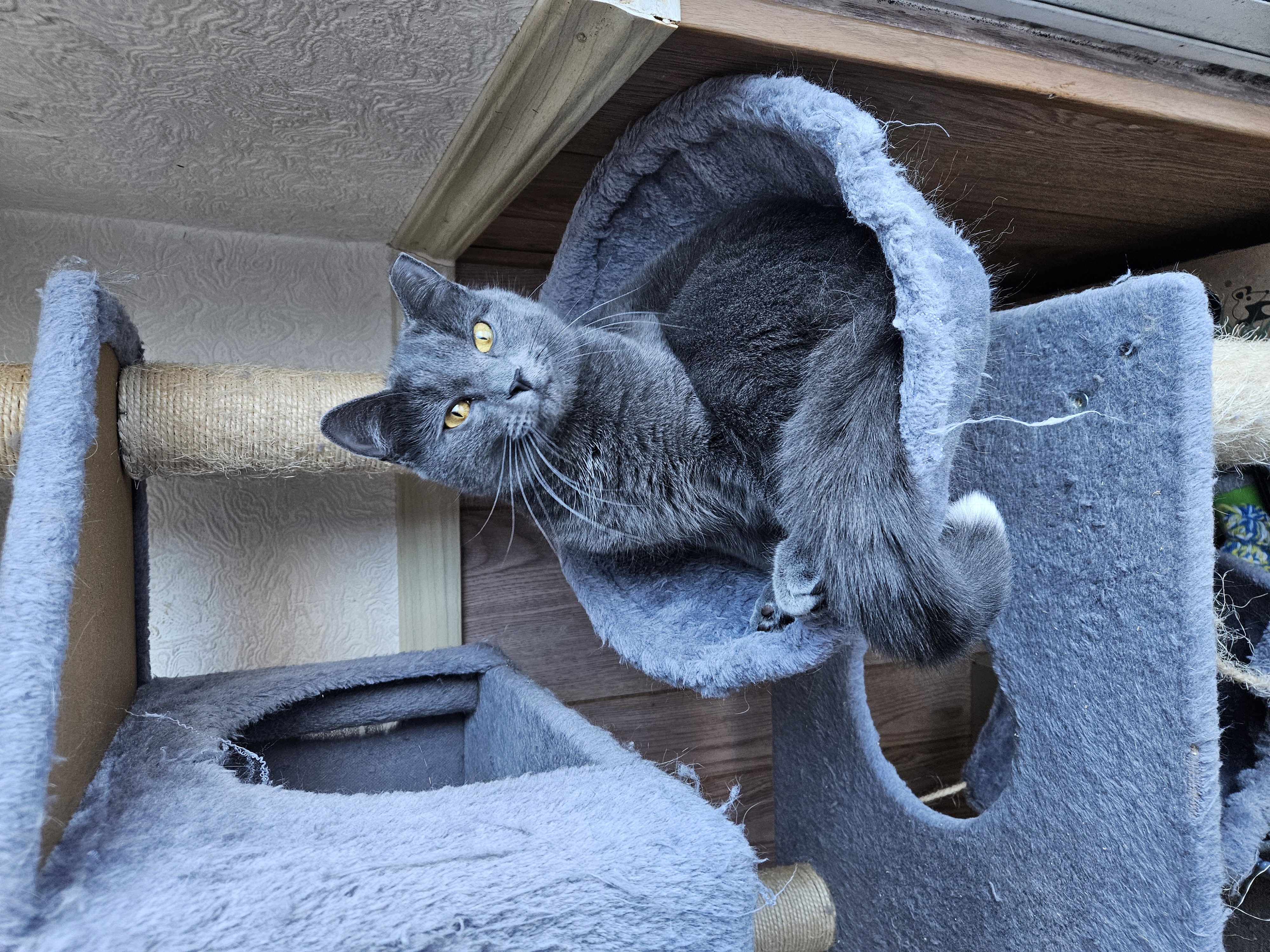 Enlarge Tippy, a Adopted Domestic Short Hair in White Marsh, MD image 2/5