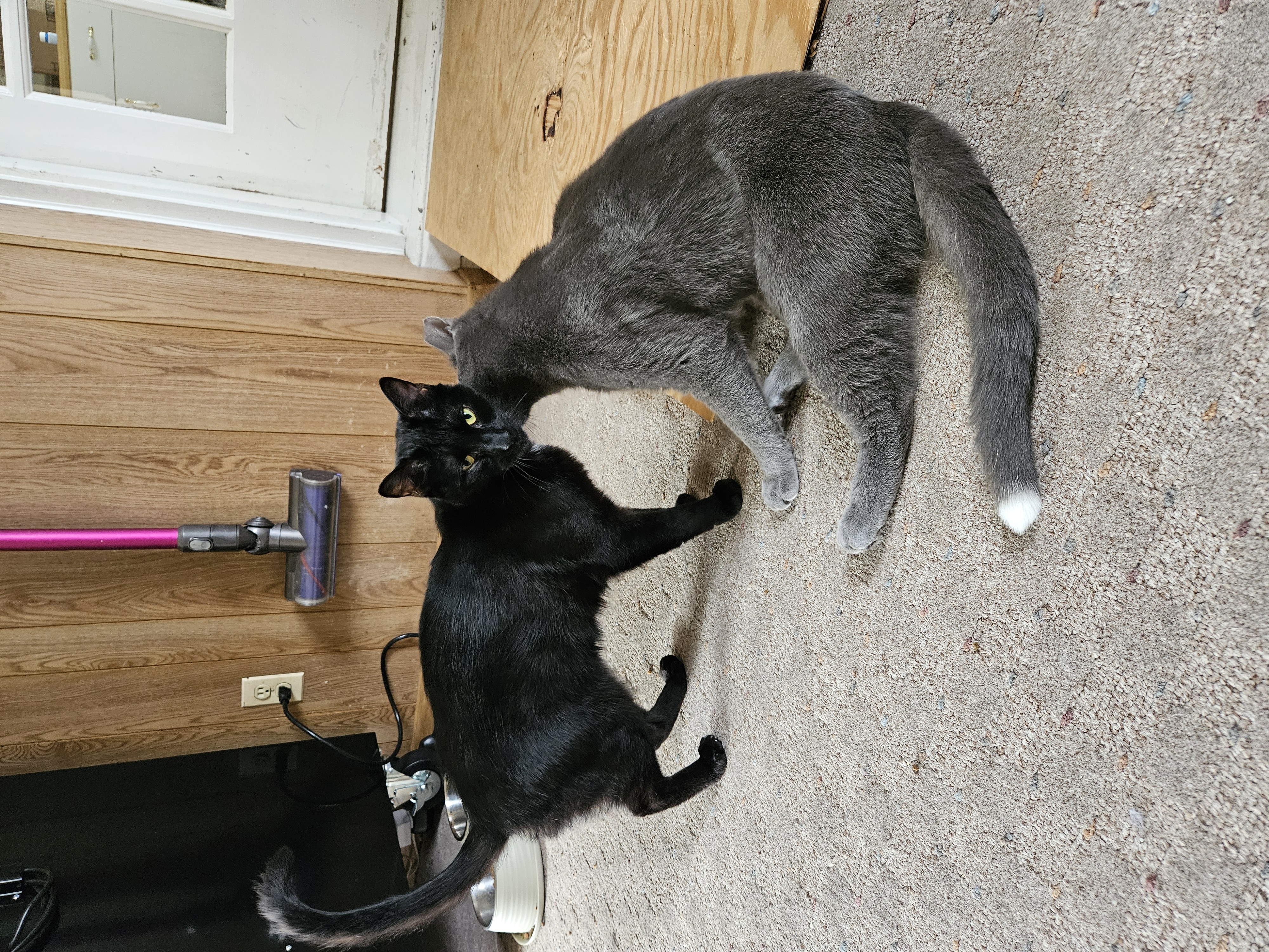 Enlarge Tippy, a Adopted Domestic Short Hair in White Marsh, MD image 3/5