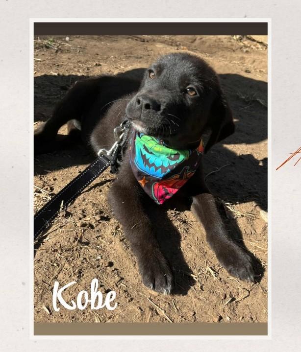 Enlarge Kobe, a Adopted mixed breed in Denison, TX image 1/1