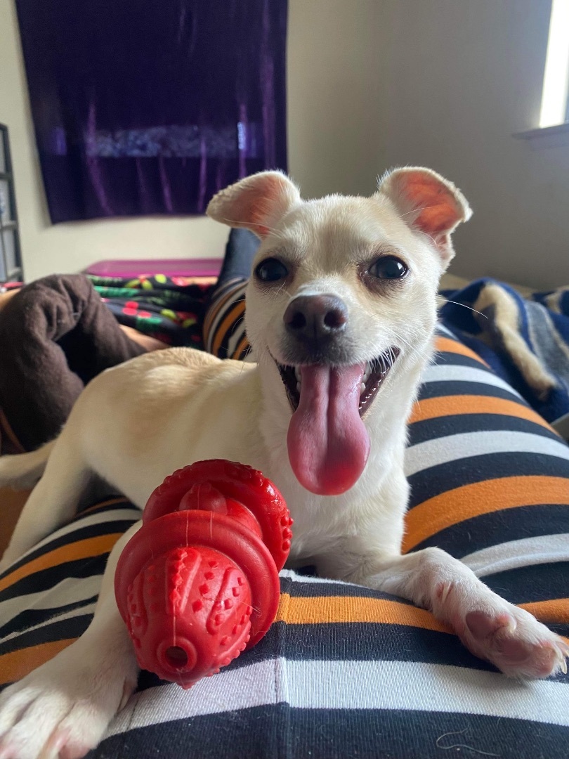 Mochi, a Adoptable mixed breed in Fresno, CA image 1/3