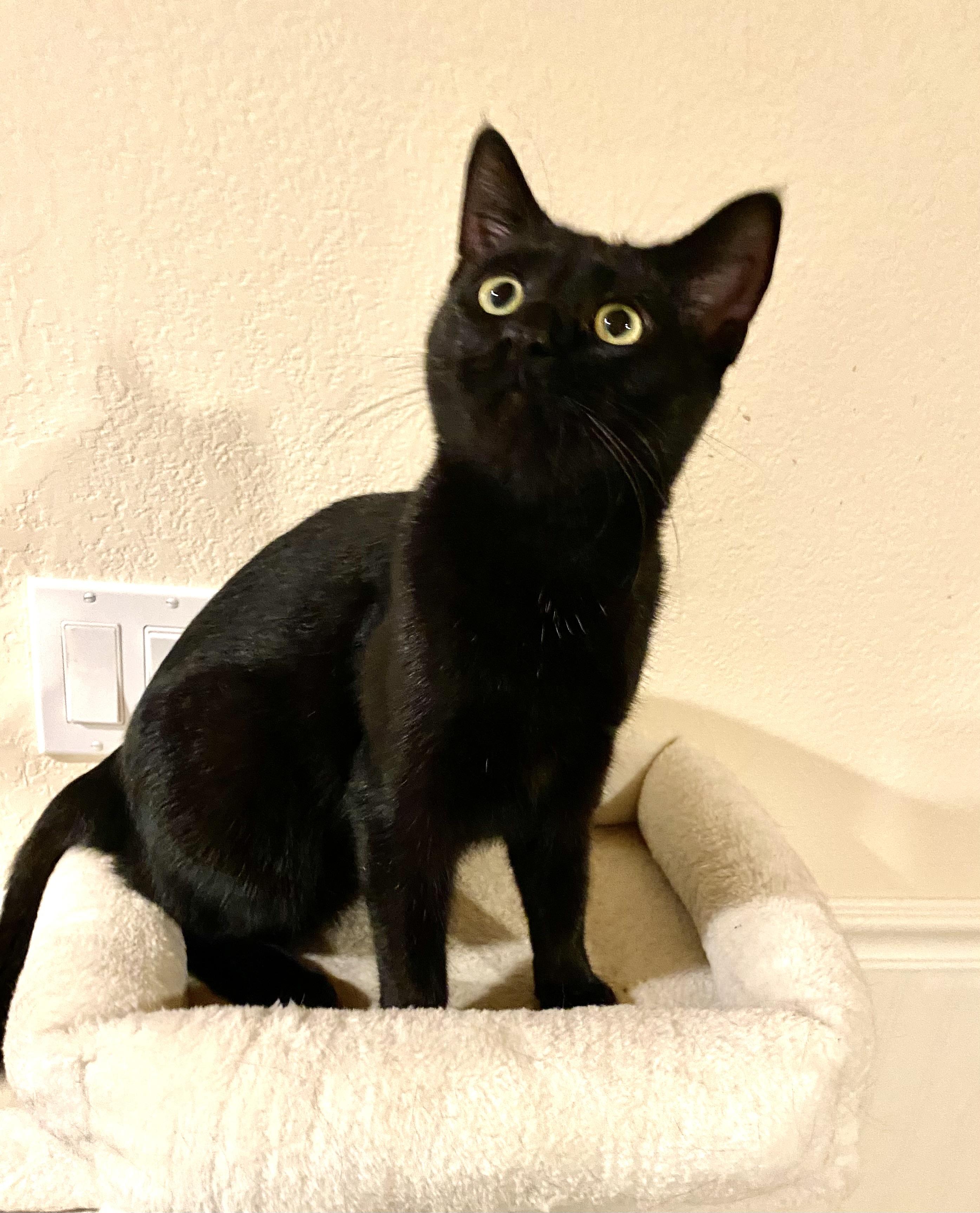 Louise, Adopted, Young Female Domestic Short Hair.