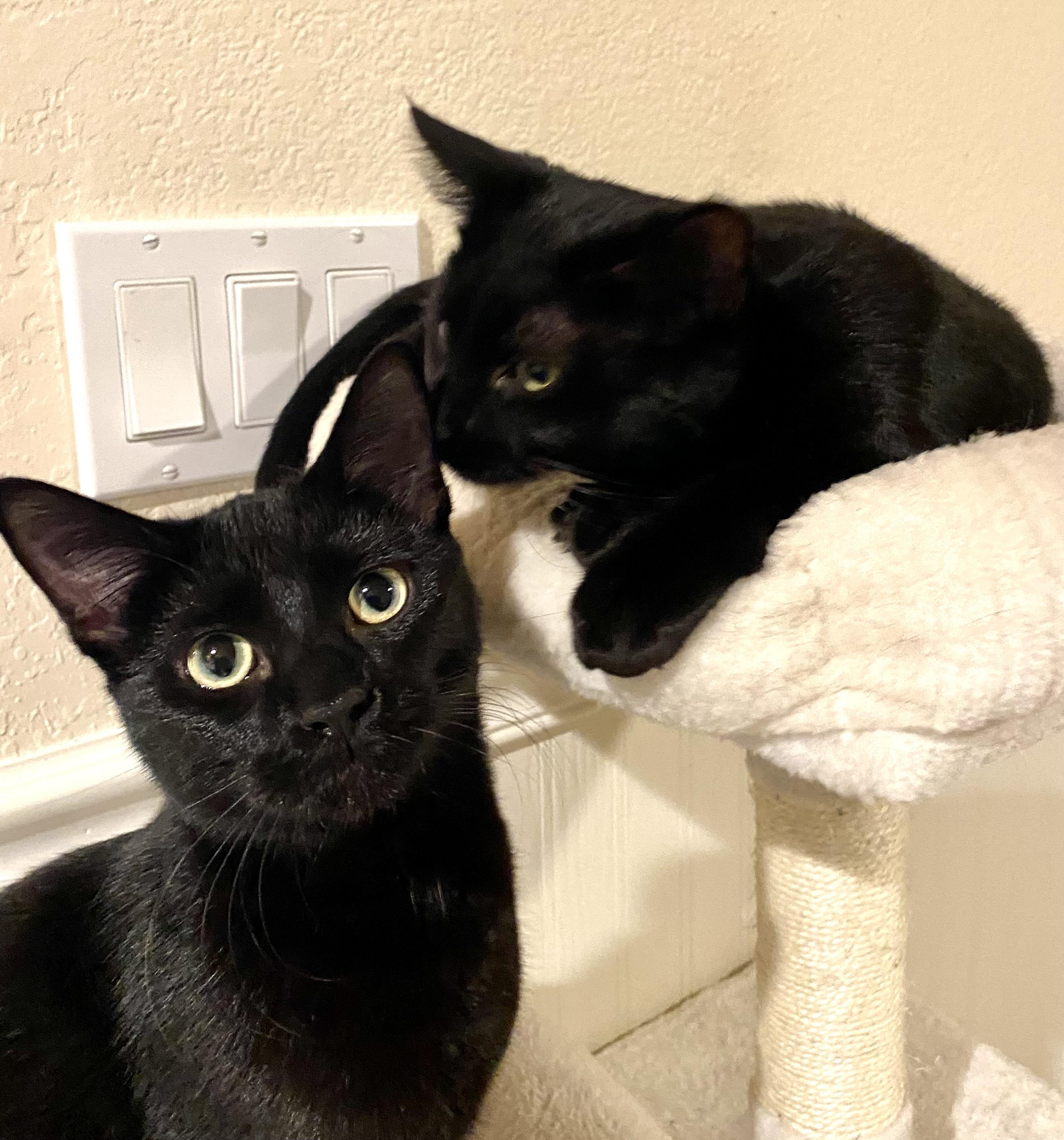 Enlarge Louise, a Adopted Domestic Short Hair in Stockholm, WI image 2/2