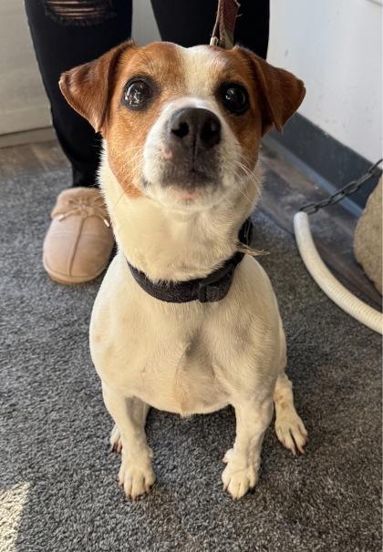 Enlarge Rey, a Adoptable mixed breed in Willmar, MN image 1/2