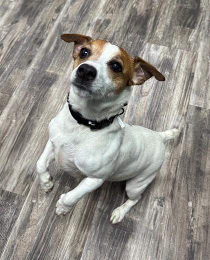 Enlarge Rey, a Adoptable mixed breed in Willmar, MN image 2/2