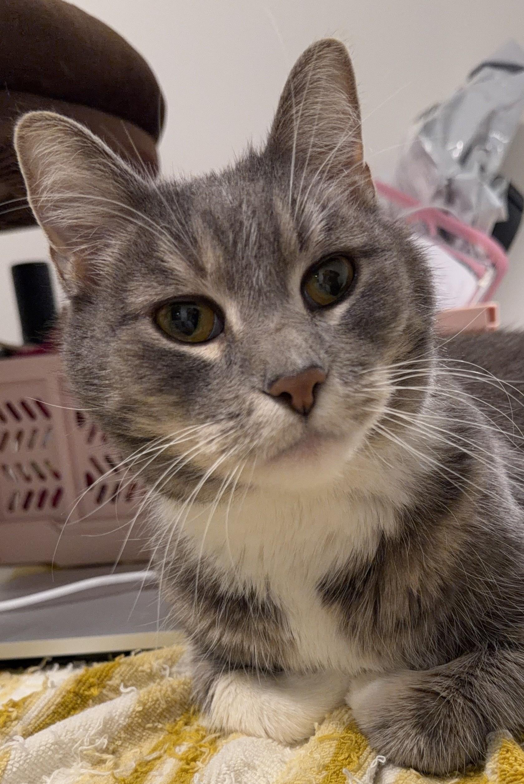 Enlarge Grover, a ADOPTABLE Domestic Short Hair in Chicago, IL image 1/3