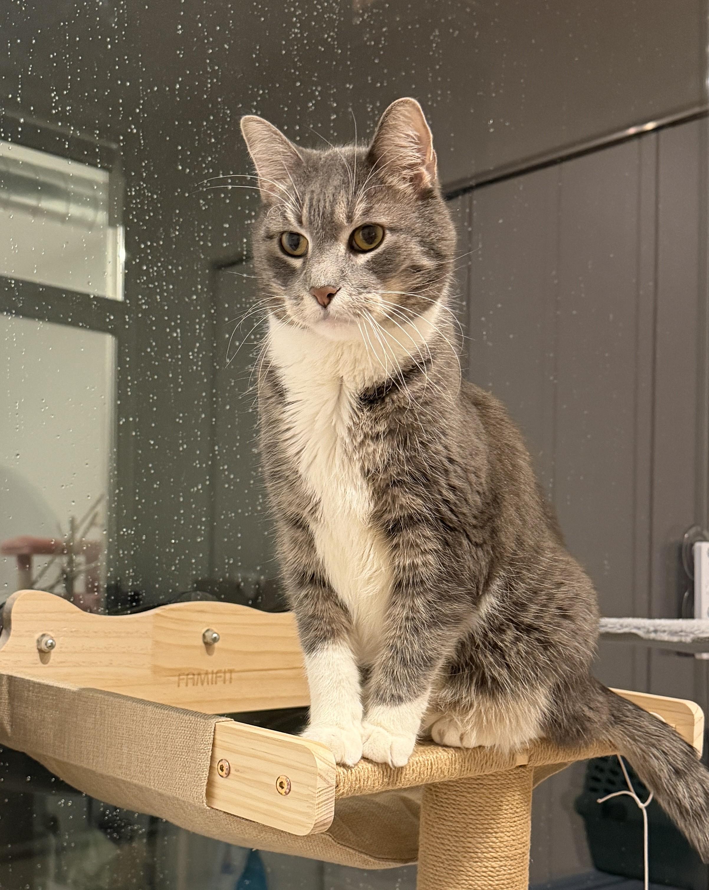 Enlarge Grover, a ADOPTABLE Domestic Short Hair in Chicago, IL image 2/3