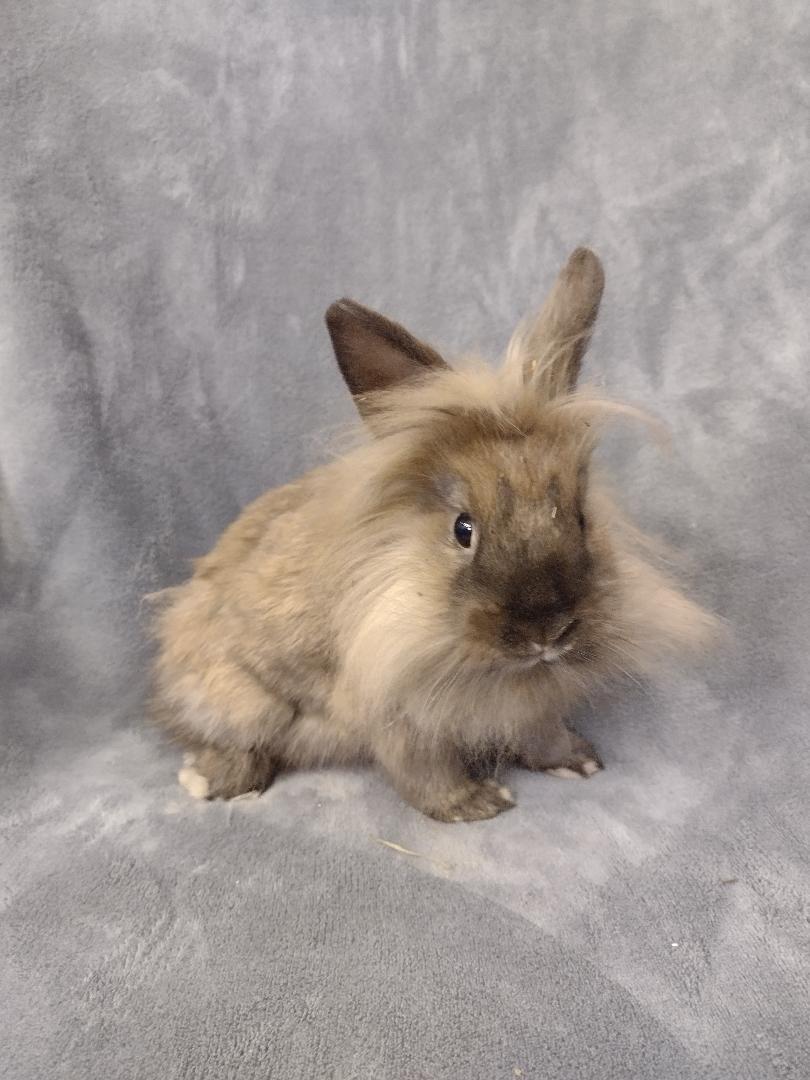 Enlarge Steve, a Adoptable Lionhead in Plymouth, MI image 1/3