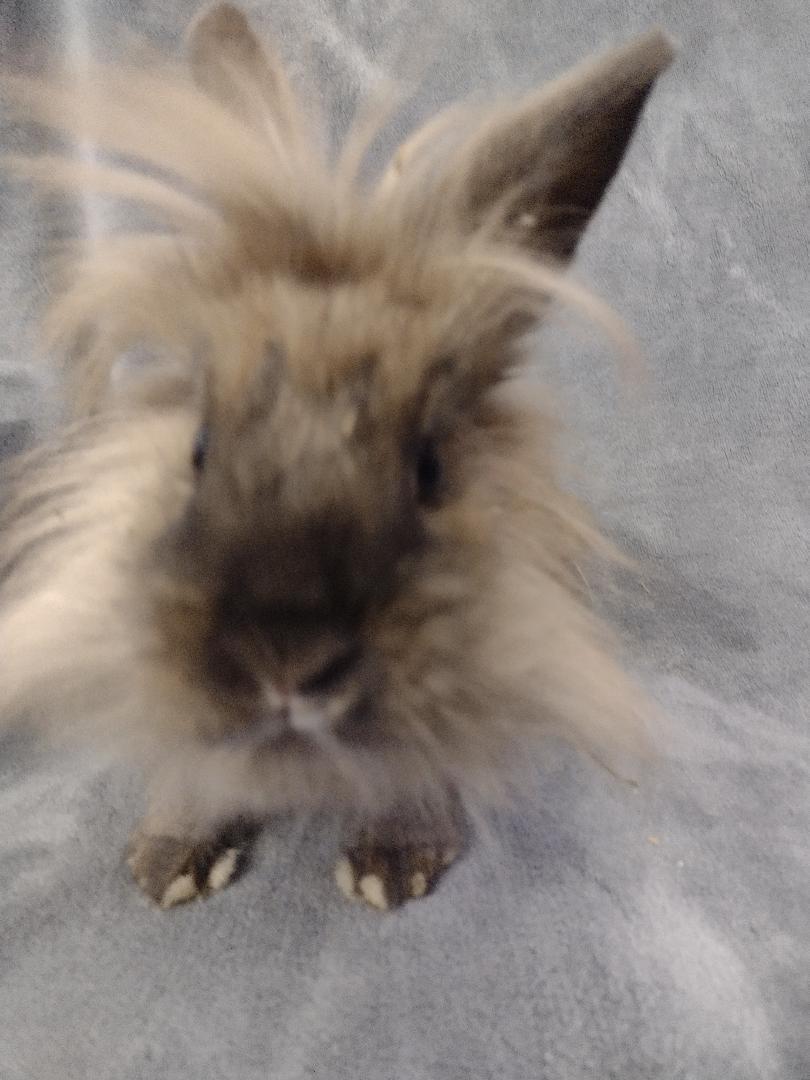 Enlarge Steve, a Adoptable Lionhead in Plymouth, MI image 2/3