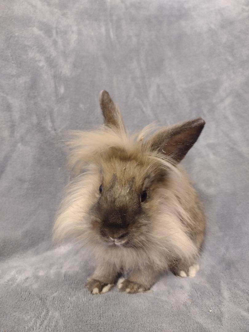 Steve, Adoptable, Young Male Lionhead.