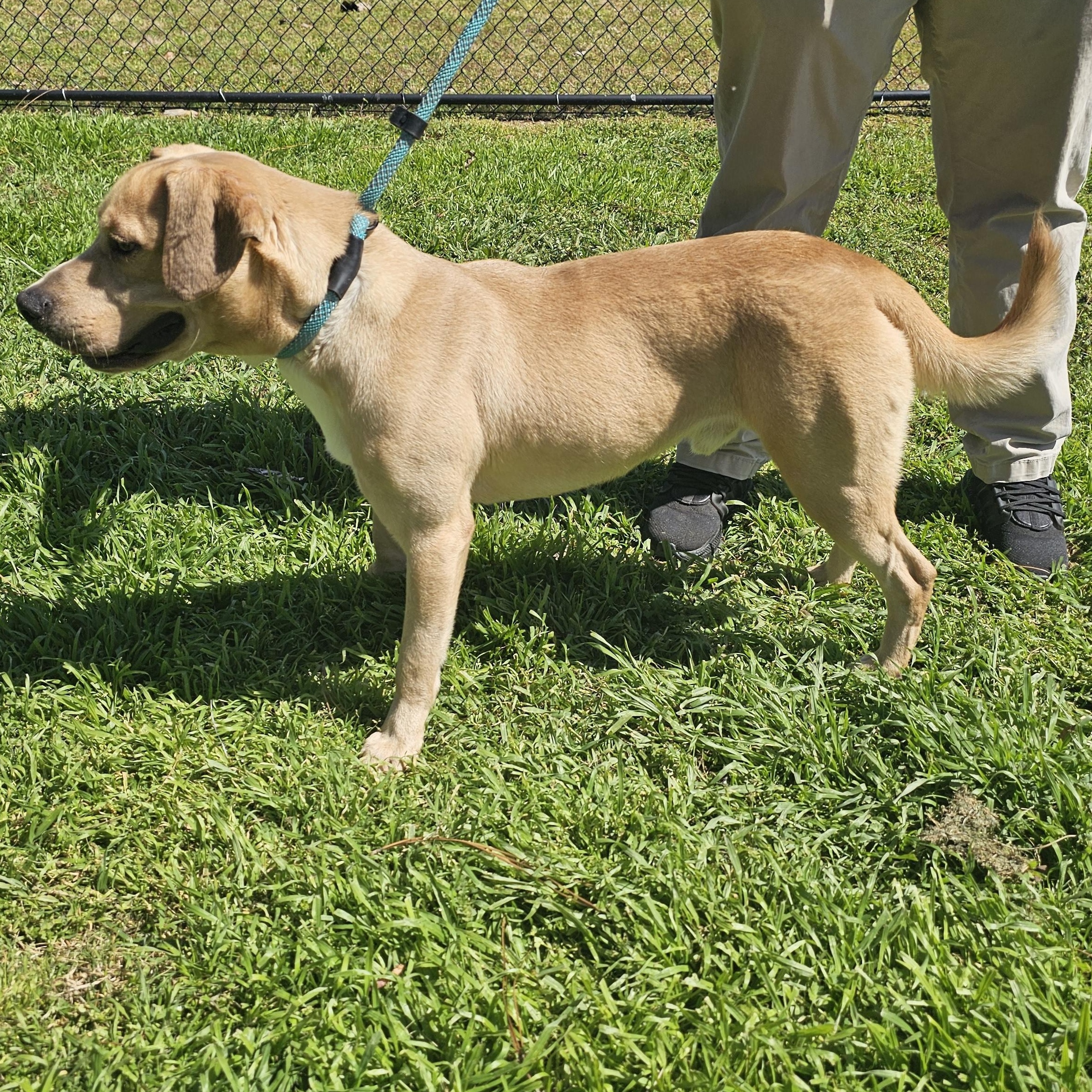 Enlarge Biscuit, a Adoptable mixed breed in Milledgeville, GA image 2/6