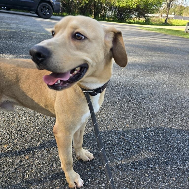 Enlarge Biscuit, a Adoptable mixed breed in Milledgeville, GA image 4/6