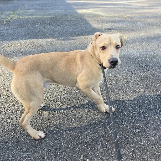 Enlarge Biscuit, a Adoptable mixed breed in Milledgeville, GA image 5/6