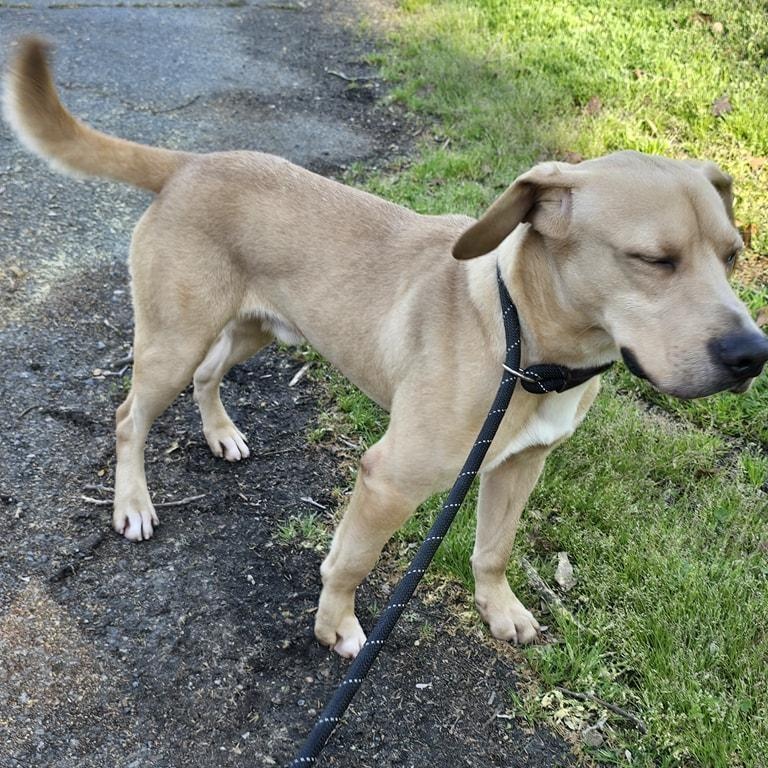 Enlarge Biscuit, a Adoptable mixed breed in Milledgeville, GA image 6/6