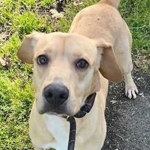 Enlarge Biscuit, a Adoptable mixed breed in Milledgeville, GA image 1/6