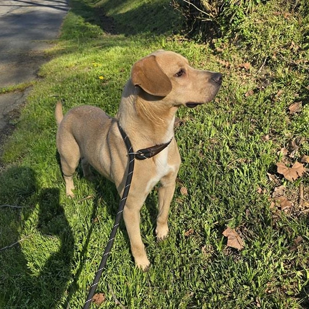 Enlarge Biscuit, a Adoptable mixed breed in Milledgeville, GA image 3/6