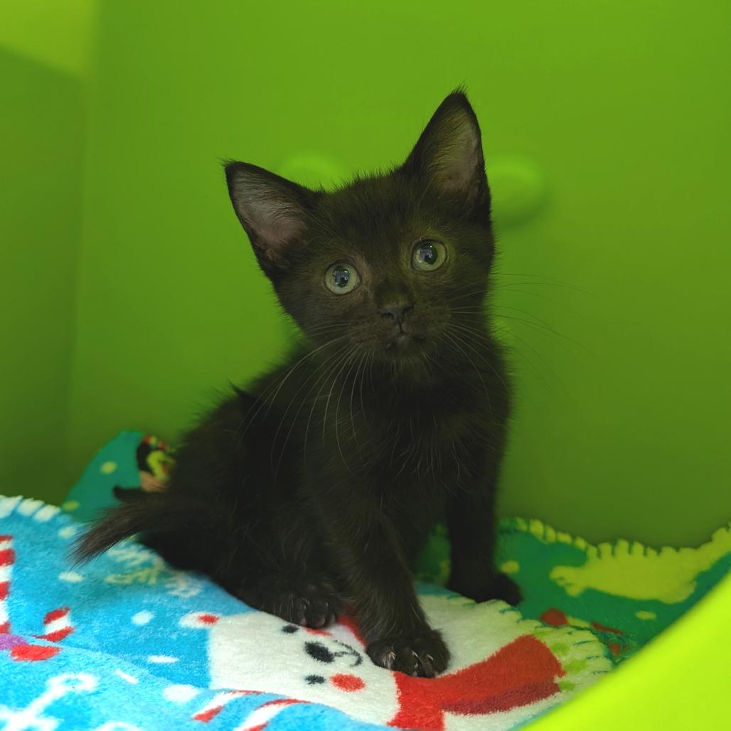 Aubri, Adoptable, Kitten Female Domestic Short Hair.