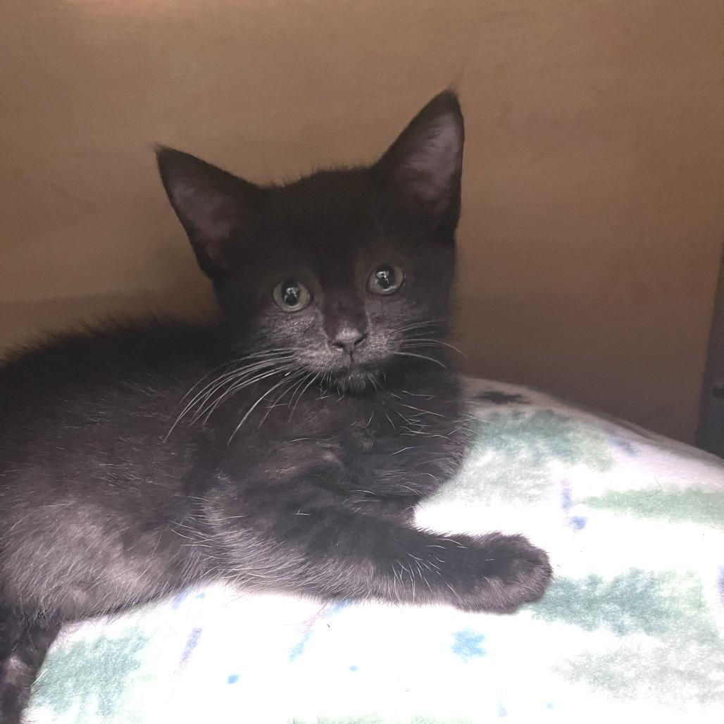 Aubri, a Adoptable Domestic Short Hair in Brookfield, WI image 2/2
