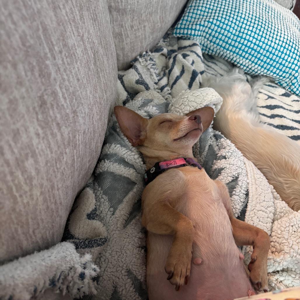 Emmy, Adoptable, Adult Female Chihuahua.
