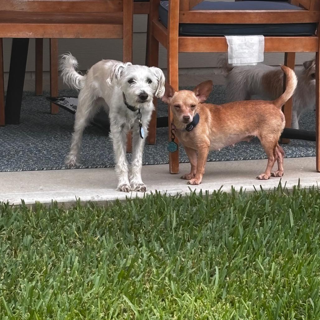 Enlarge Emmy, a Adoptable Chihuahua in Katy, TX image 2/5