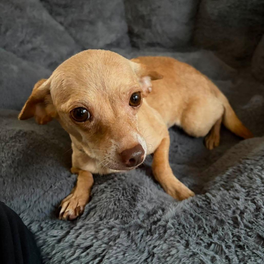 Enlarge Emmy, a Adoptable Chihuahua in Katy, TX image 3/5