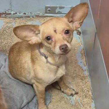 Enlarge Emmy, a Adoptable Chihuahua in Katy, TX image 4/5