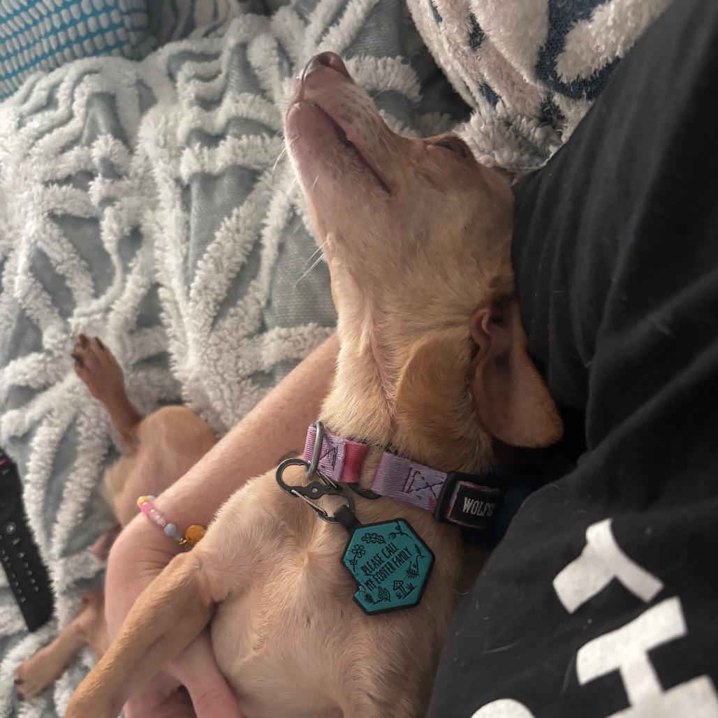 Enlarge Emmy, a Adoptable Chihuahua in Katy, TX image 5/5