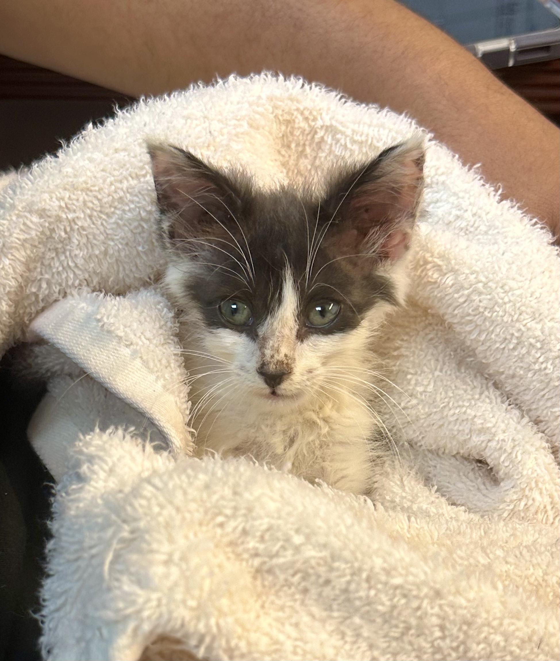 Enlarge Chompers, a Adopted Tuxedo in Cleveland, OH image 1/1