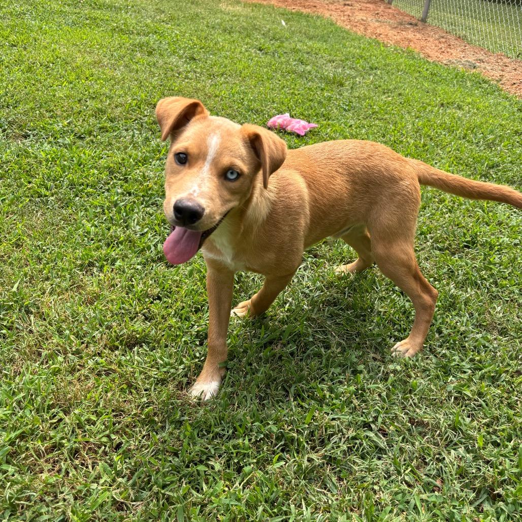 Sonoran, Adoptable, Puppy Male Border Collie & Mixed Breed.