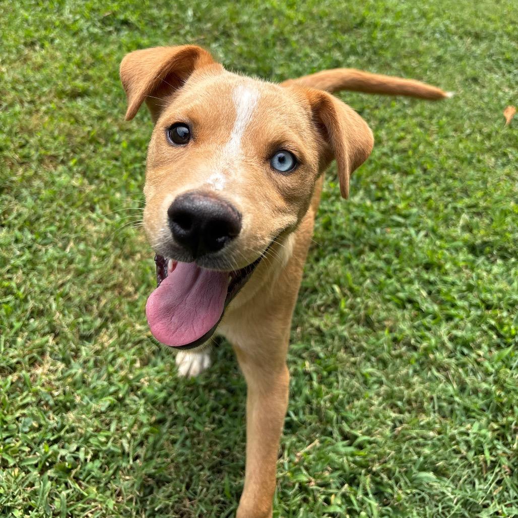 Enlarge Sonoran, a Adoptable mixed breed in Roxboro, NC image 2/6