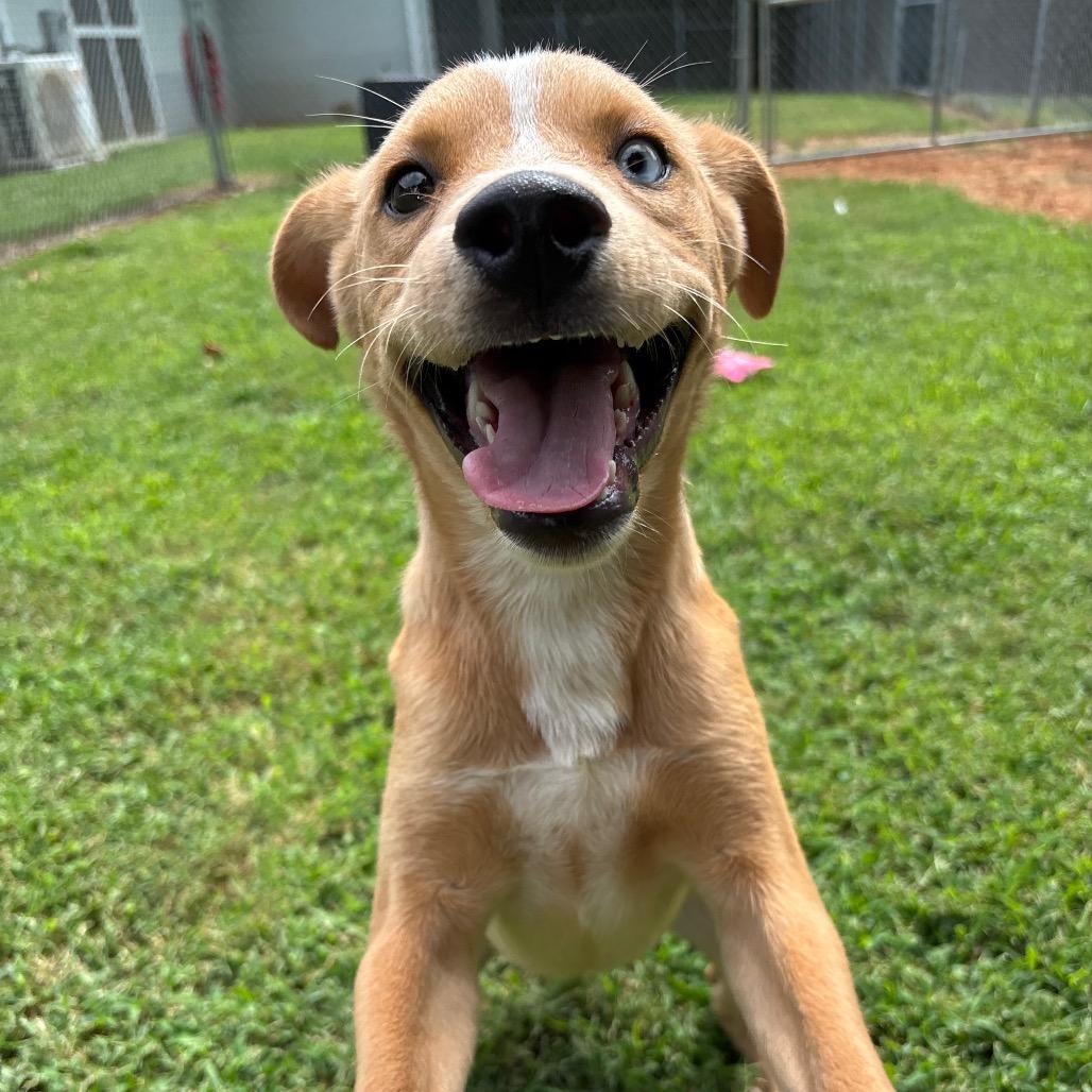 Enlarge Sonoran, a Adoptable mixed breed in Roxboro, NC image 3/6