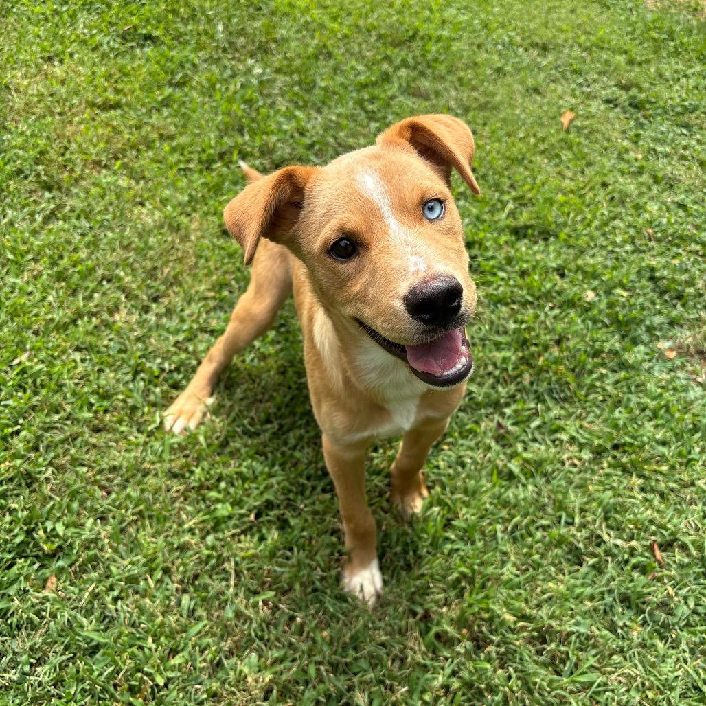 Enlarge Sonoran, a Adoptable mixed breed in Roxboro, NC image 4/6