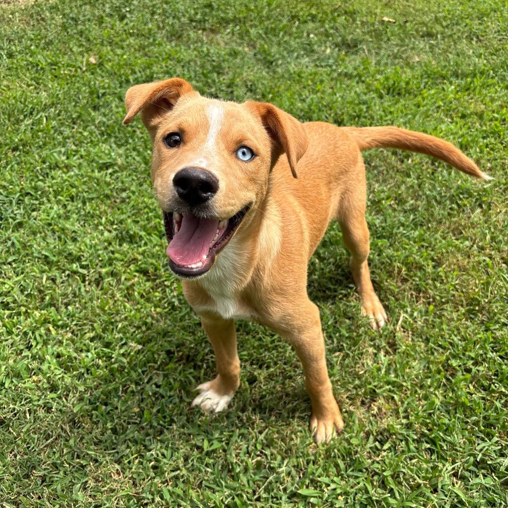 Enlarge Sonoran, a Adoptable mixed breed in Roxboro, NC image 5/6