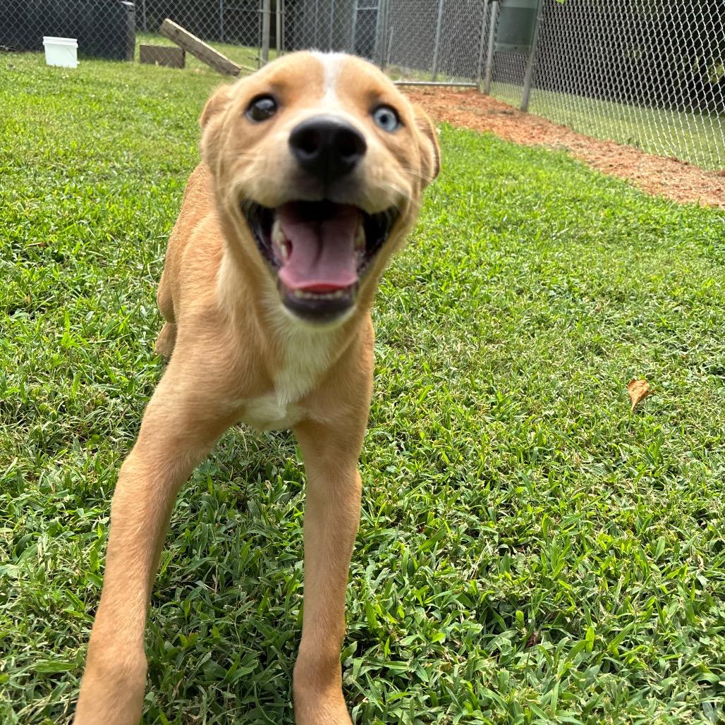 Enlarge Sonoran, a Adoptable mixed breed in Roxboro, NC image 6/6