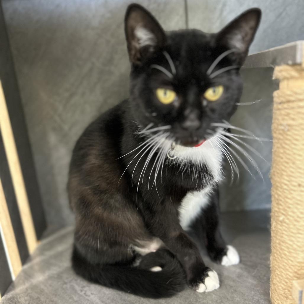 Gerdie, Adoptable, Adult Female Domestic Short Hair.