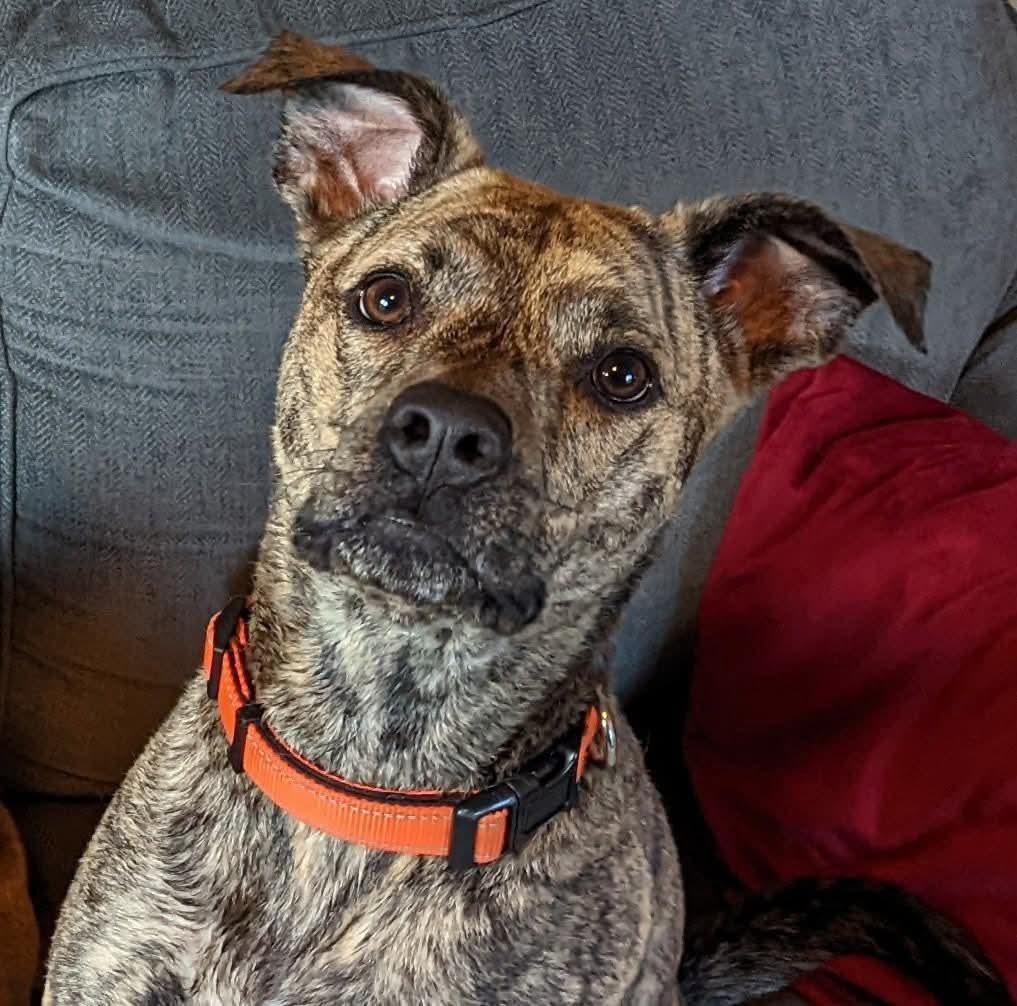 Remington (Remy), Adoptable, Adult Male Pit Bull Terrier.