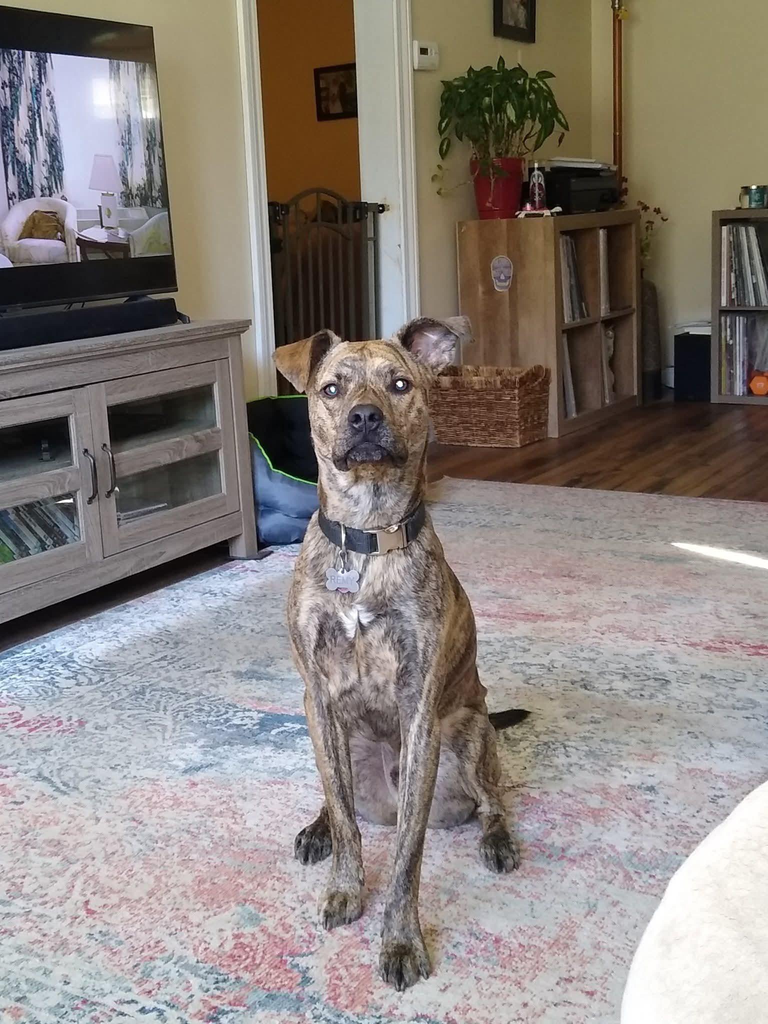 Remington (Remy), a Adoptable Pit Bull Terrier in O Fallon, IL image 2/3