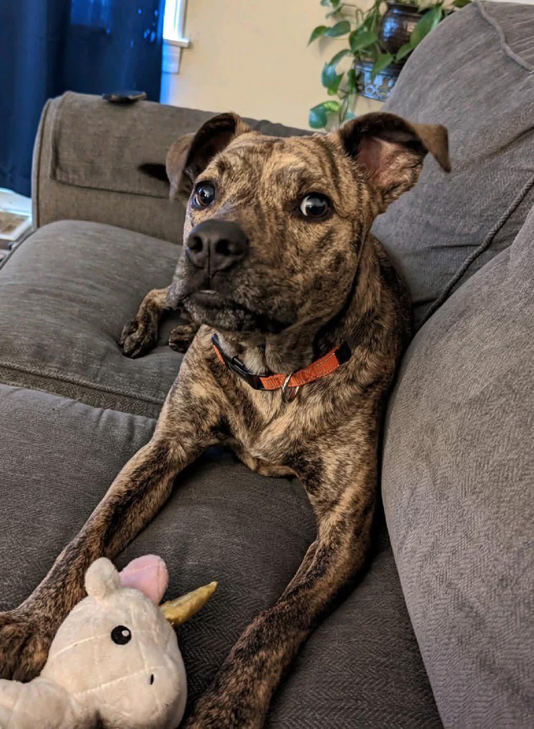 Remington (Remy), a Adoptable Pit Bull Terrier in O Fallon, IL image 3/3