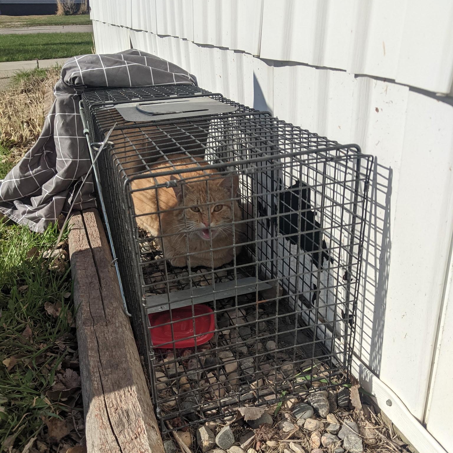 Enlarge Alvin, an adopted Domestic Short Hair in Morden, MB image 3/3