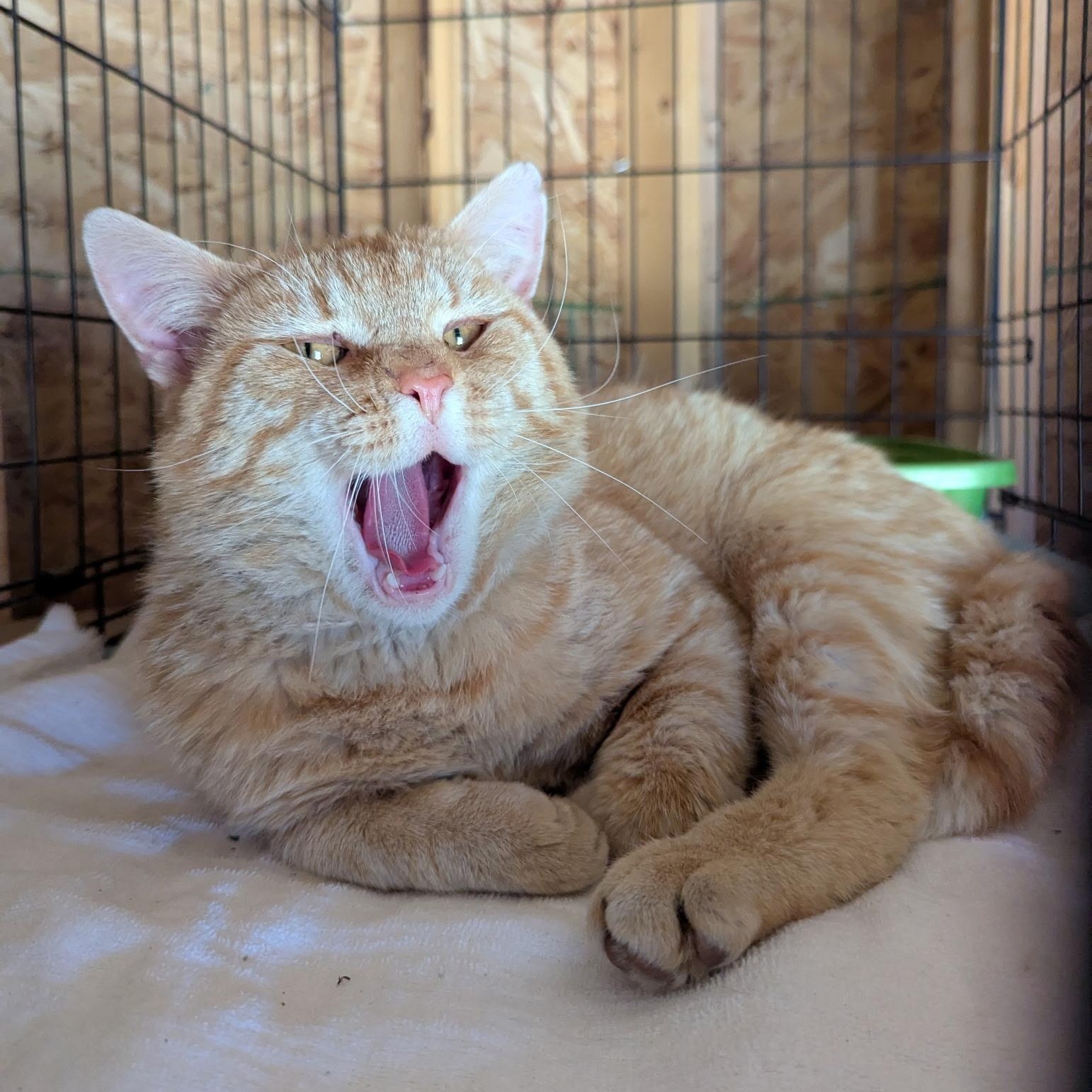 Enlarge Alvin, an adopted Domestic Short Hair in Morden, MB image 2/3