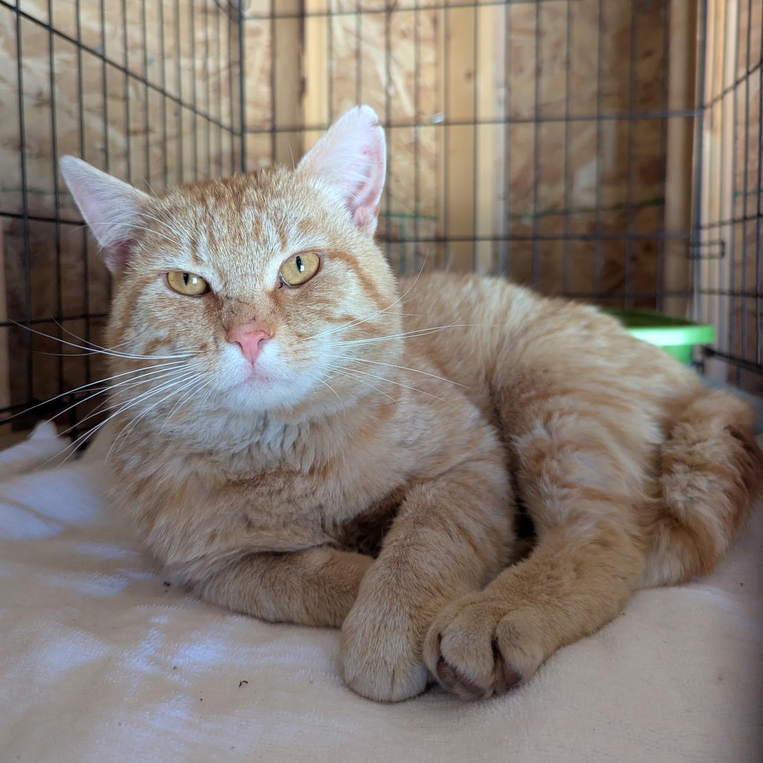 Alvin, adopted, Young Male Domestic Short Hair.