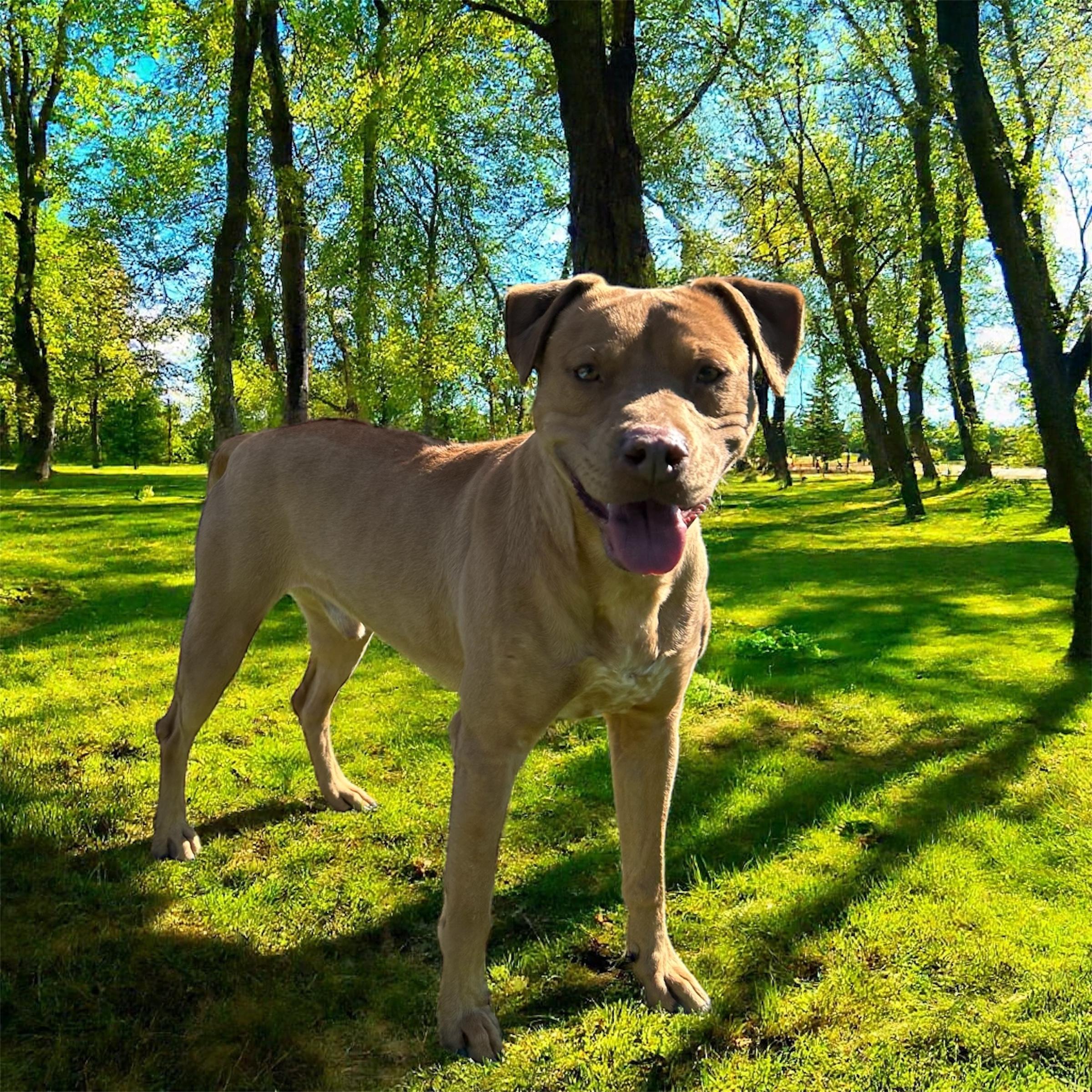 Enlarge Trooper, a Adoptable mixed breed in Memphis, TN image 4/5