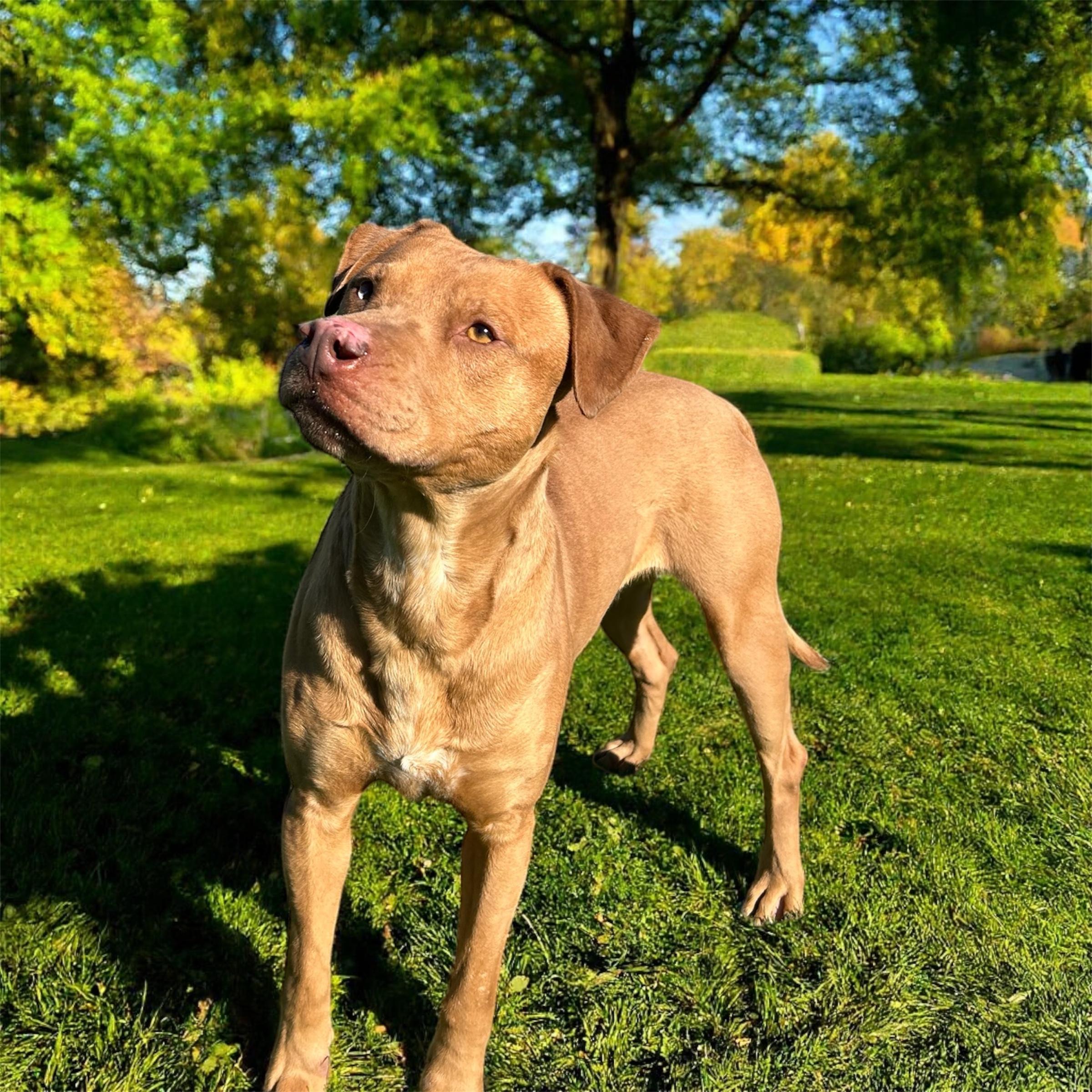 Enlarge Trooper, a Adoptable mixed breed in Memphis, TN image 1/5
