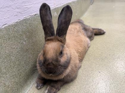 Cookie Monster, Adoptable, Young Female Rex & Rex.