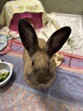 Enlarge Cookie Monster, a Adoptable mixed breed in Scotia, NY image 2/2