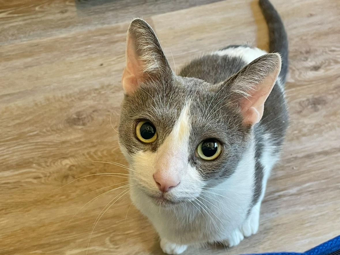 Enlarge Quinton & Finley, a Adoptable mixed breed in Palm Desert, CA image 2/4