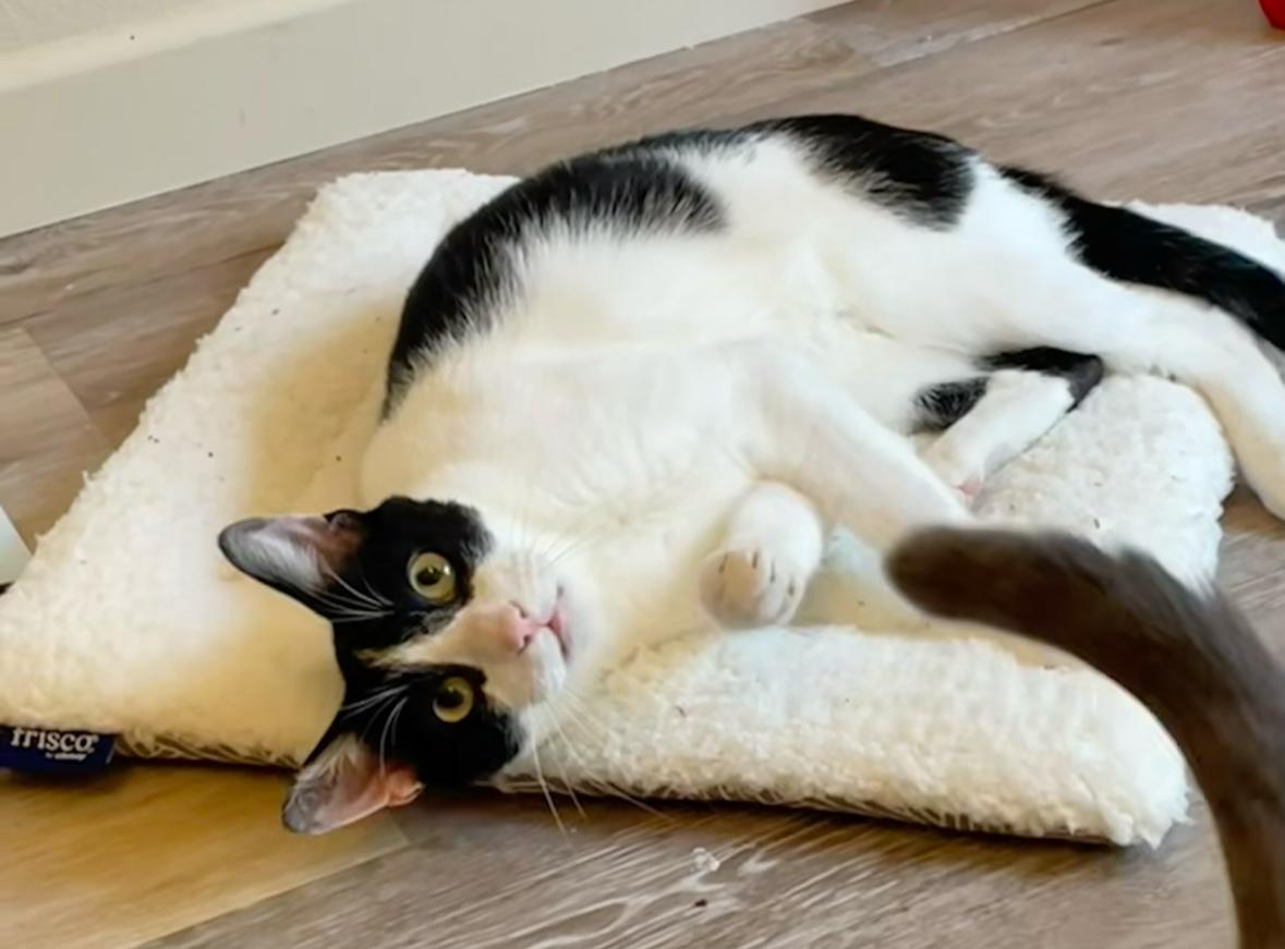 Enlarge Quinton & Finley, a Adoptable mixed breed in Palm Desert, CA image 3/4