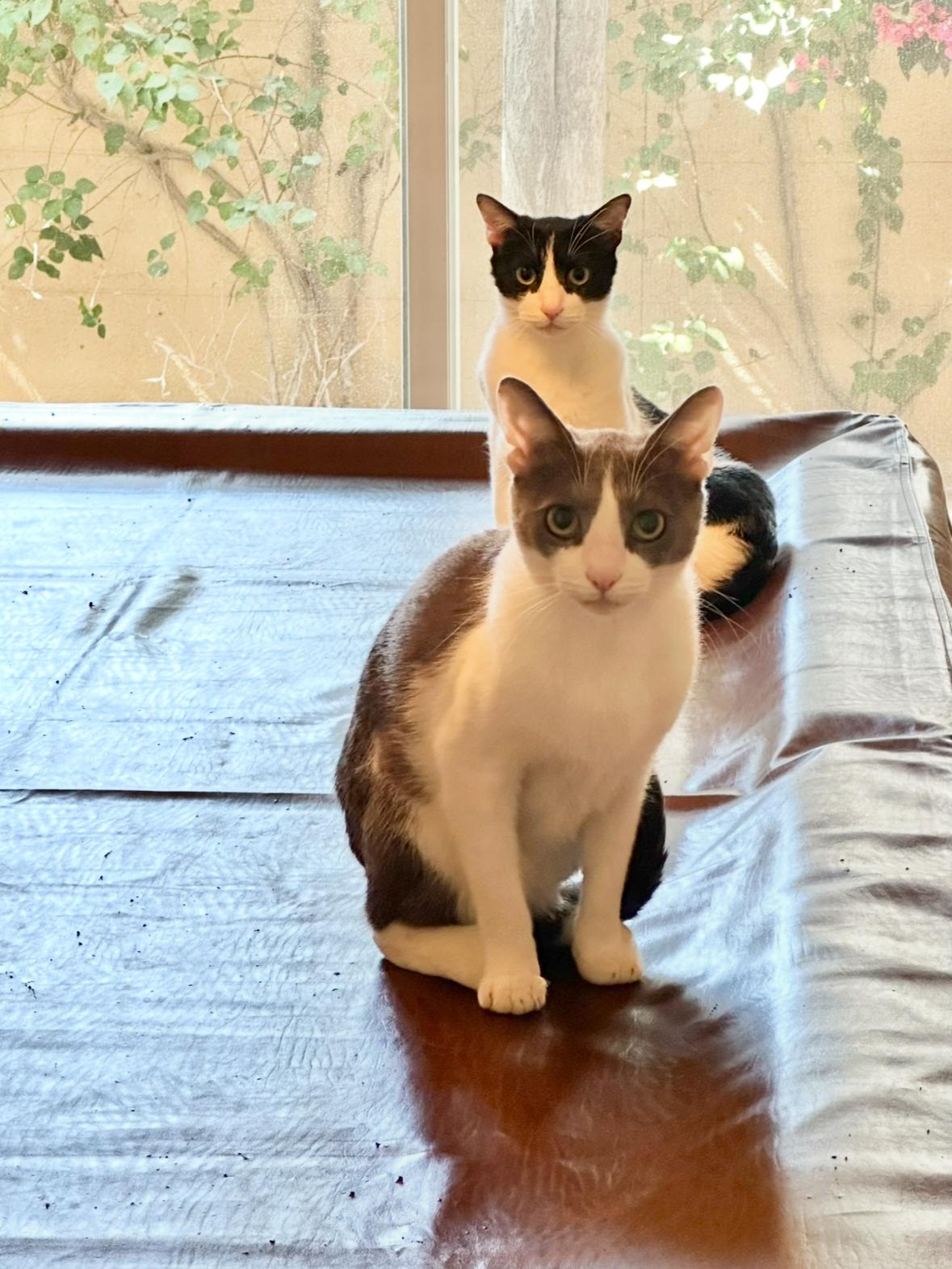 Enlarge Quinton & Finley, a Adoptable mixed breed in Palm Desert, CA image 1/4