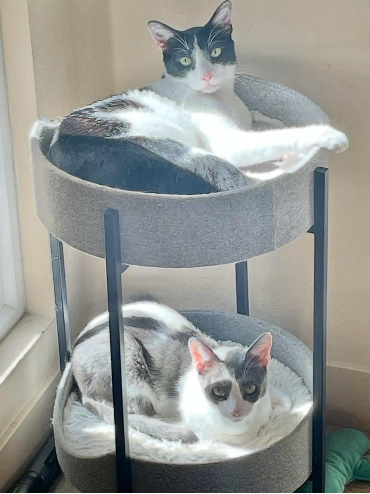 Quinton & Finley, adopted, Adult Male Domestic Short Hair.