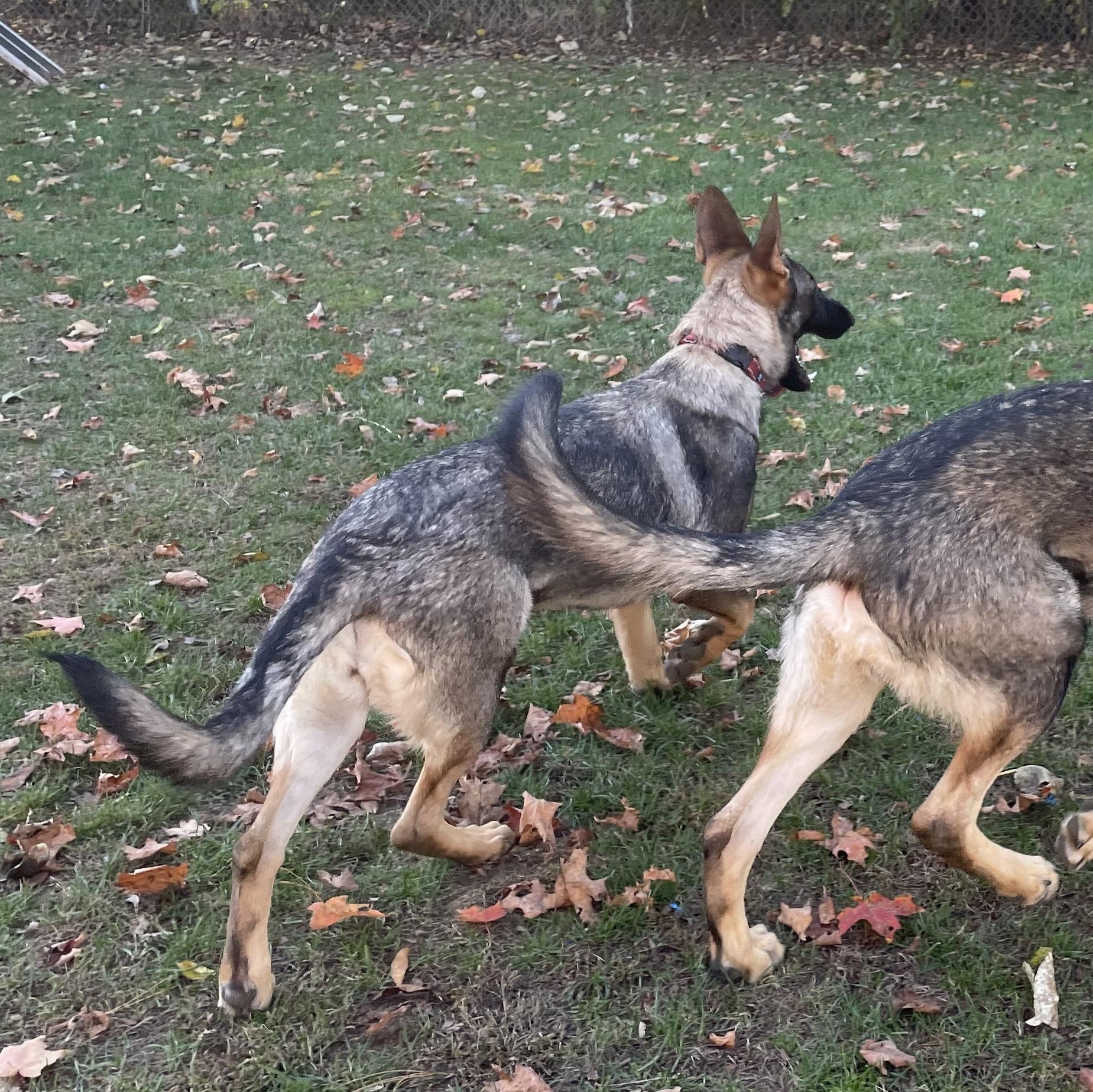 Freya, a Adoptable German Shepherd Dog in Bridgton, ME image 1/2